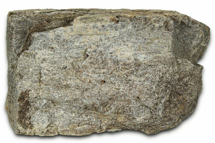 Dinosaur (Triceratops) Frill Shield Section - Montana #348102